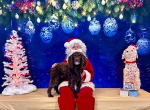 Doggie Photos with Santa! 